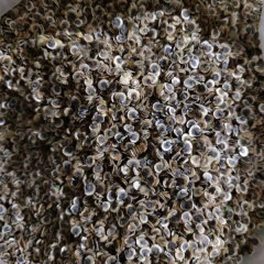 Hollyhock seeds/Althaea rosa seeds 1kg