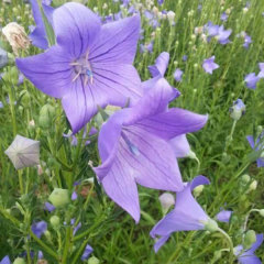 Platycodon grandiflorus seeds 1kg