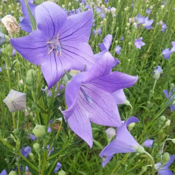 Platycodon grandiflorus seeds 1kg