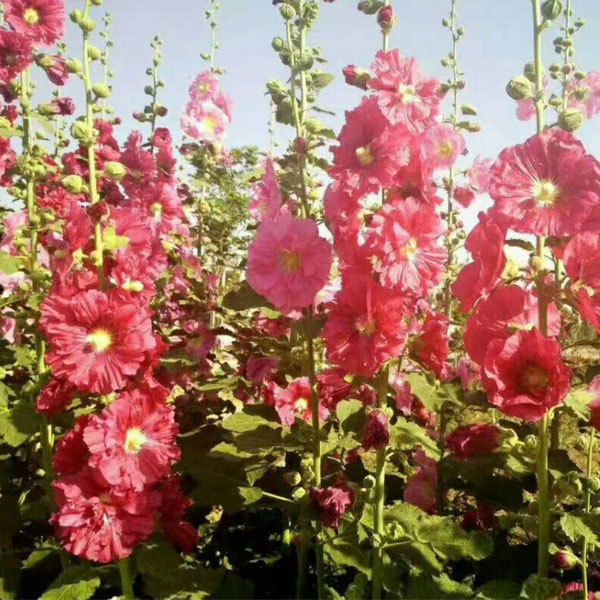 Hollyhock seeds/Althaea rosa seeds 1kg
