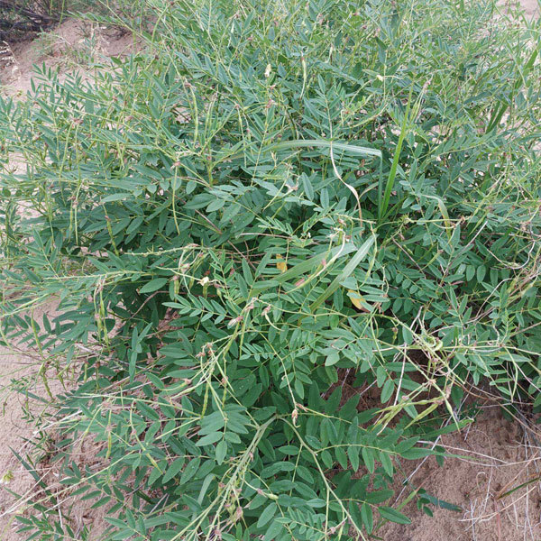 Sophora flavescens seeds 1kg