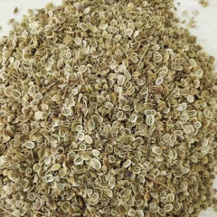 Radix Peucedani seeds/Peucedanum praeruptorum seeds 1kg