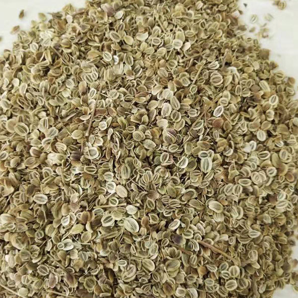 Radix Peucedani seeds/Peucedanum praeruptorum seeds 1kg