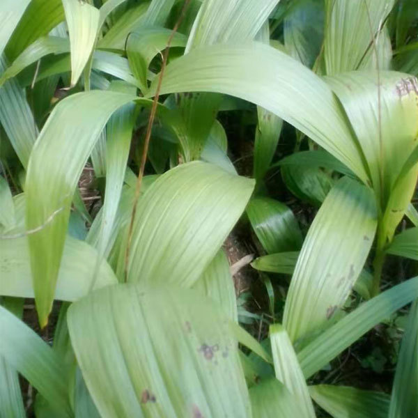 Bletilla striata seeds 1kg