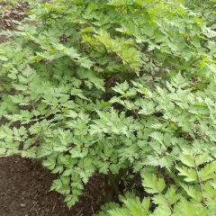 Angelica sinensis seeds 1kg