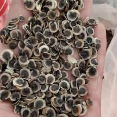 Hollyhock seeds/Althaea rosa seeds 1kg