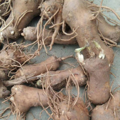 Atractylodes macrocephala seeds 1kg