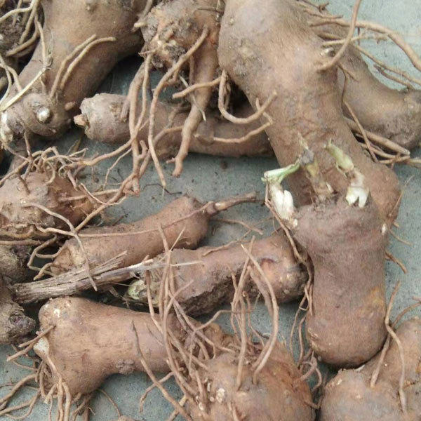 Atractylodes macrocephala seeds 1kg