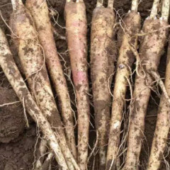 Platycodon grandiflorus seeds 1kg