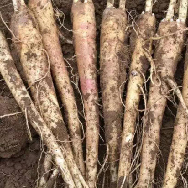 Platycodon grandiflorus seeds 1kg