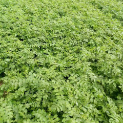 Glycyrrhiza seeds/Licorice seeds 1kg