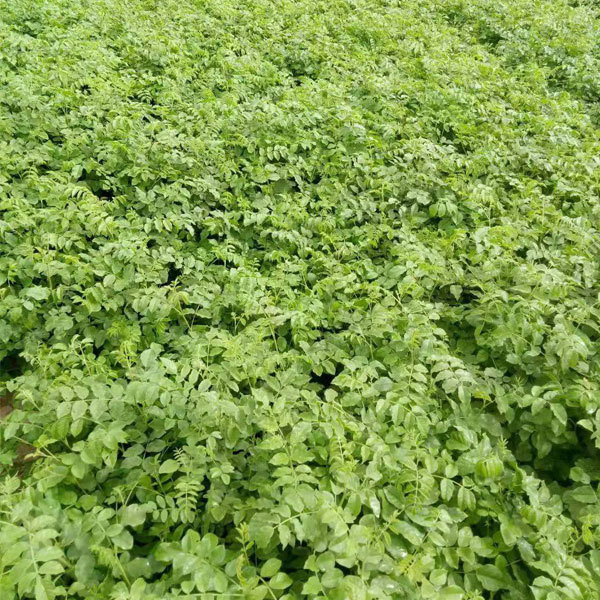 Glycyrrhiza seeds/Licorice seeds 1kg