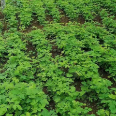 Radix Peucedani seeds/Peucedanum praeruptorum seeds 1kg