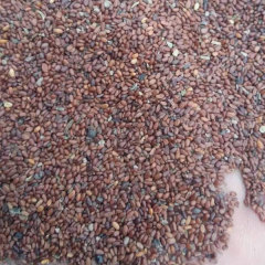 codonopsis pilosula seeds 1kg