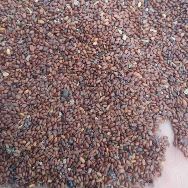 codonopsis pilosula seeds 1kg