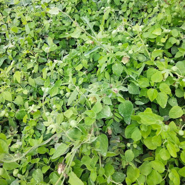 codonopsis pilosula seeds 1kg