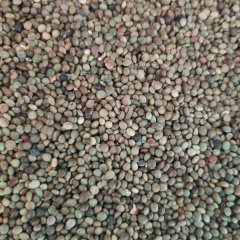 Glycyrrhiza seeds/Licorice seeds 1kg