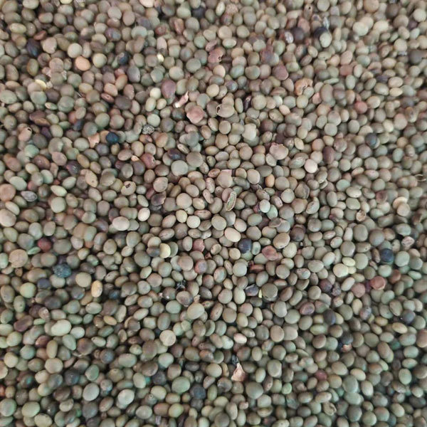 Glycyrrhiza seeds/Licorice seeds 1kg