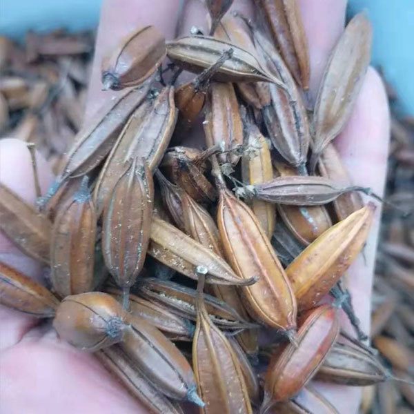 Bletilla striata seeds 1kg