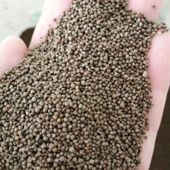 Perilla seeds 1KG