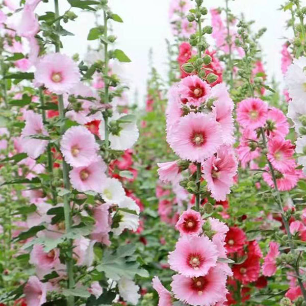 Hollyhock seeds/Althaea rosa seeds 1kg