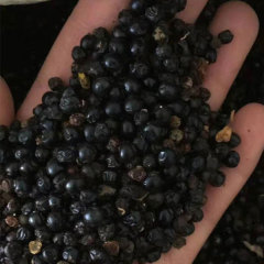 Belamcanda chinensis seeds/blackberry lily seeds 1kg