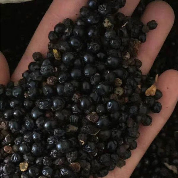 Belamcanda chinensis seeds/blackberry lily seeds 1kg
