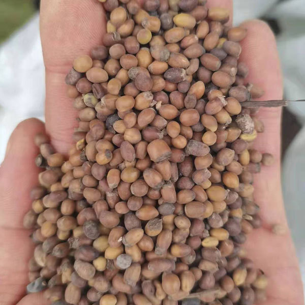 Sophora flavescens seeds 1kg