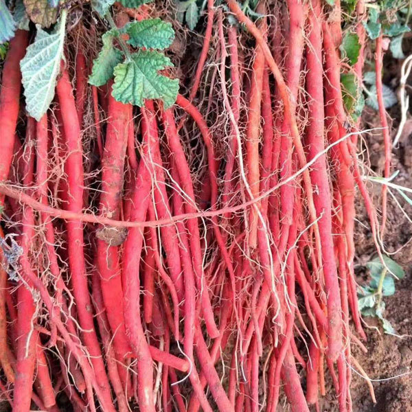 Salvia miltiorrhiza seeds 1kg