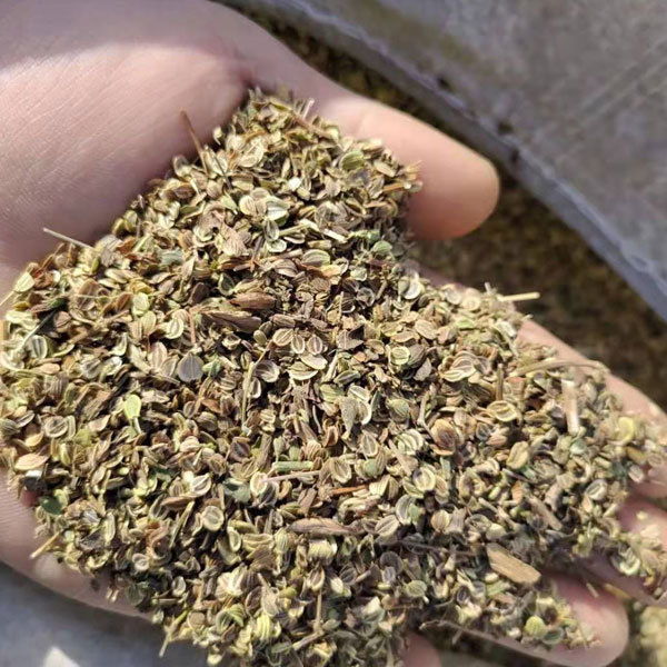 Radix Peucedani seeds/Peucedanum praeruptorum seeds 1kg