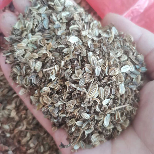 Angelica sinensis seeds 1kg