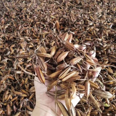 Bletilla striata seeds 1kg