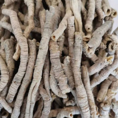 Polygala tenuifolia seeds 1kg