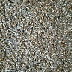 Polygala tenuifolia seeds 1kg