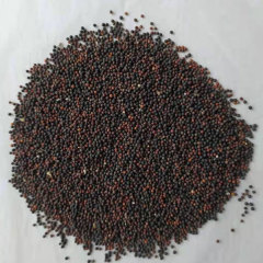 Vaccaria segetalis seeds 1kg
