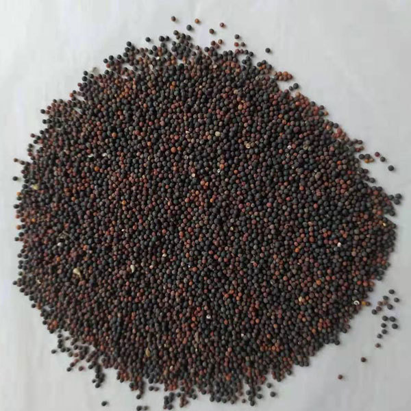 Vaccaria segetalis seeds 1kg