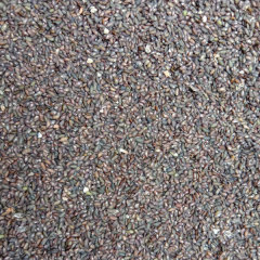 Plantain herb seeds/Plantago asiatica seeds 1kg