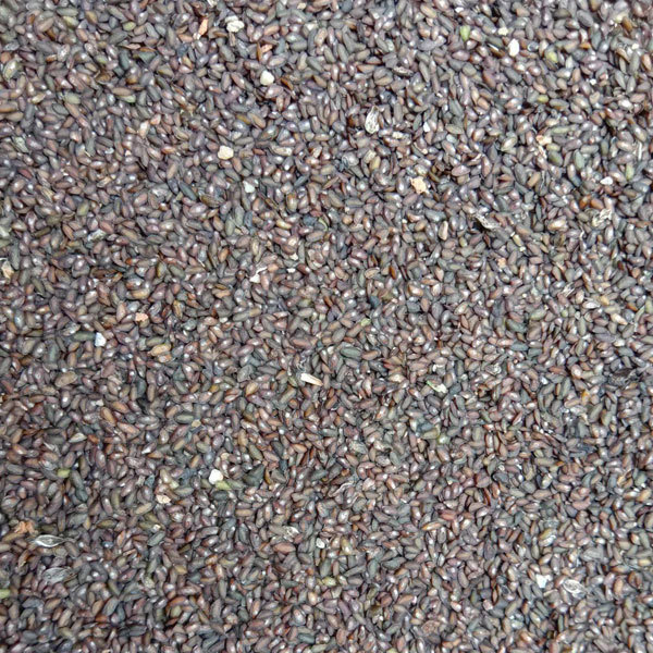 Plantain herb seeds/Plantago asiatica seeds 1kg