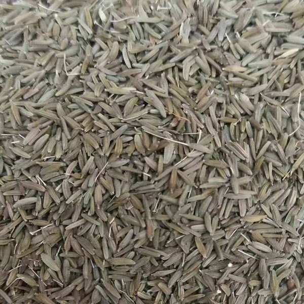 Dandelion seeds 1KG