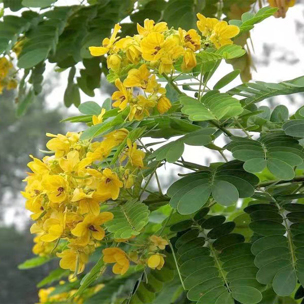 Cassia tora seeds 1kg