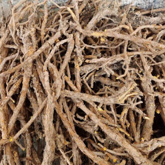 Scutellaria baicalensis seeds 1kg