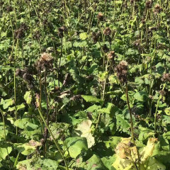 Aplotaxis auriculata seeds 1kg