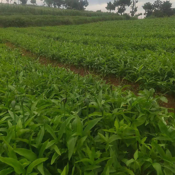 Pinellia ternata seeds 1kg