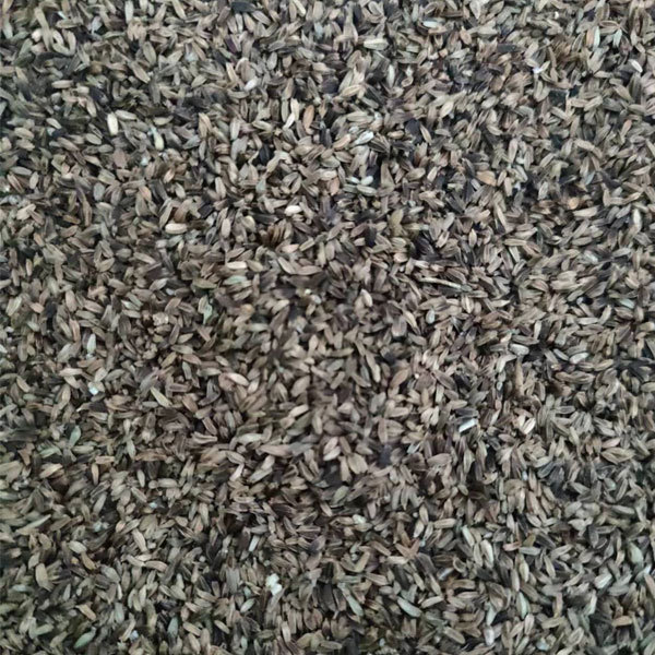 Dipsacus asper seeds 1kg