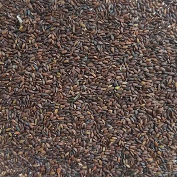 Nepeta cataria seeds