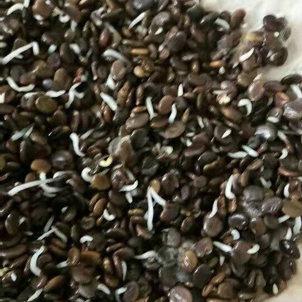 Astragalus membranaceus seeds 1kg