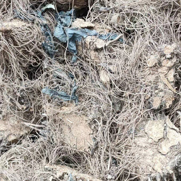 Atractylodes lancea seeds/rhizoma atractylodis seeds 1kg