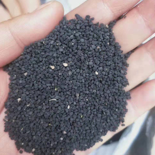 Scutellaria baicalensis seeds 1kg
