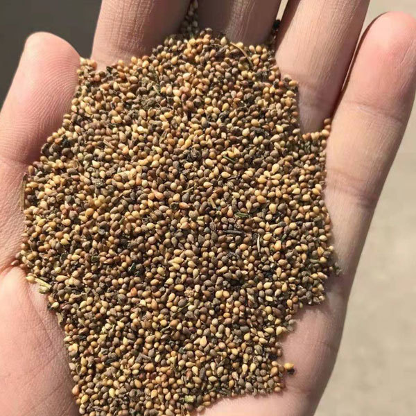 Viola philippica seeds 1kg
