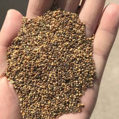 Viola philippica seeds 1kg